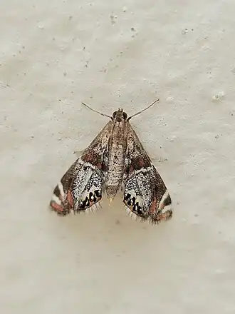 Petrophila jaliscalis