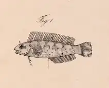 Petroscirtes ancylodon