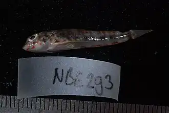 Petroscirtes mitratus