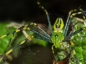 Peucetia madagascariensis