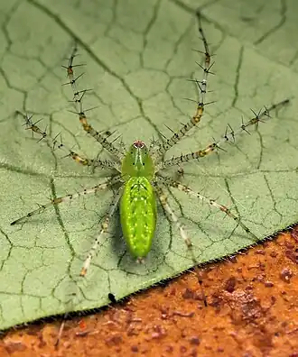 Peucetia viridis