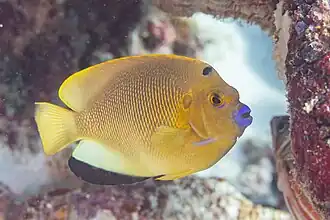 Apolemichthys trimaculatus