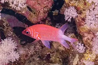 Sargocentron caudimaculatum