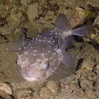 Cyclichthys spilostylus