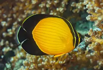 Chaetodon melapterus
