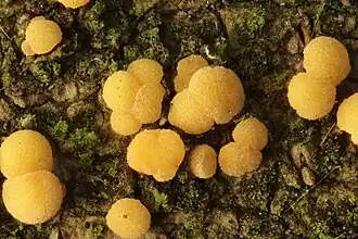 Esdoornschorsbekertje