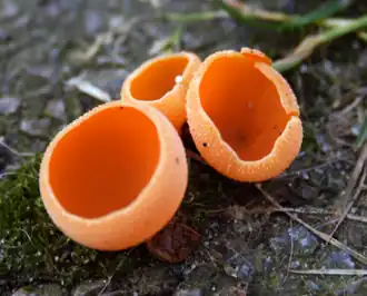 Grote oranje bekerzwam
