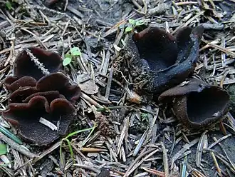 Blauwe melkbekerzwam