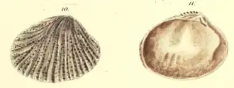 Gafrarium pectinatum