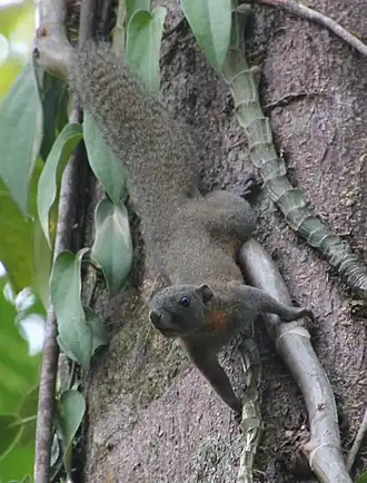 Sundasciurus hippurus