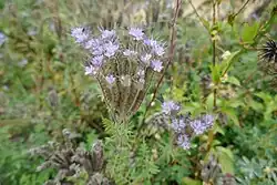 Phacelia tanacetifolia