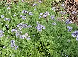 Phacelia met koningin van de gewone aardhommel