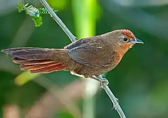 Oranjeborststekelkruin