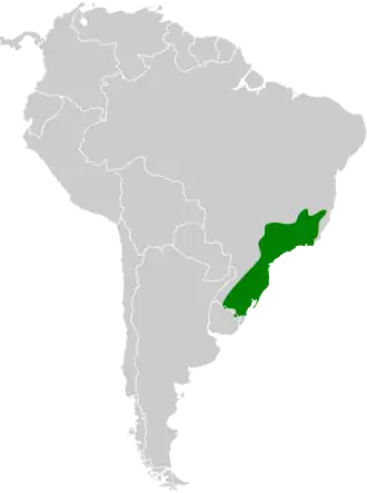 Oranjeborststekelkruin