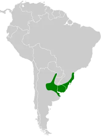 Spikkelborststekelkruin