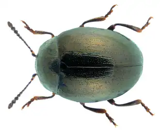 Phaedon laevigatus