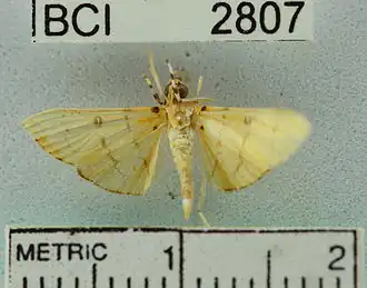 Phaedropsis alitemeralis