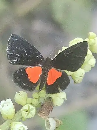 Phaenochitonia cingulus