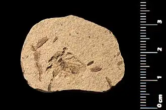 Phaenolobus arvernus