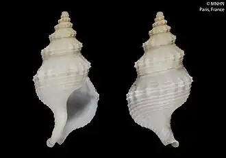 Phaenomenella cirsiumoides