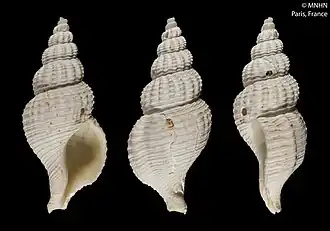 Phaenomenella thachi