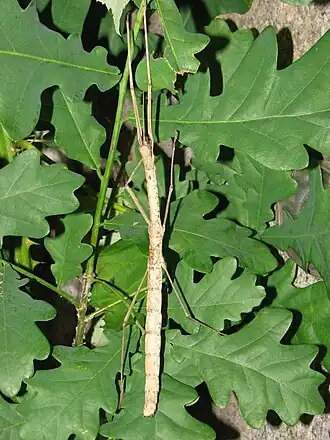 Phaenopharos khaoyaiensis