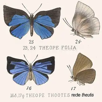Theope phaeo