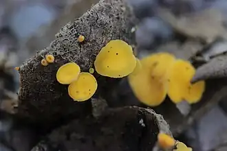 Hymenoscyphus monticola