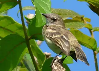 Noordelijke wenkbrauwvliegenpikker