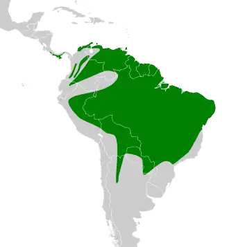 Wenkbrauwvliegenpikker