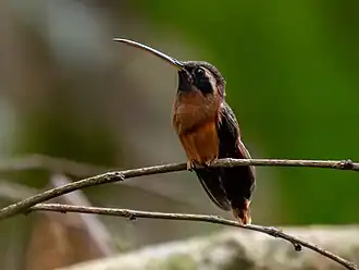 Tapajósheremietkolibrie