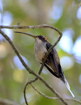 Schubkeelheremietkolibrie