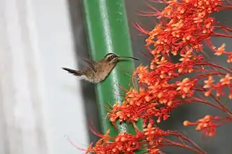 Kleine heremietkolibrie