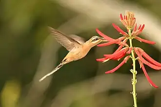 Brilheremietkolibrie