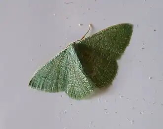 Phaiogramma faustinata