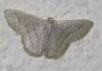 Phaiogramma stibolepida