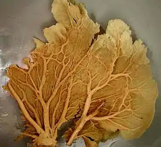 Phakellia sp. (Halichondrida)