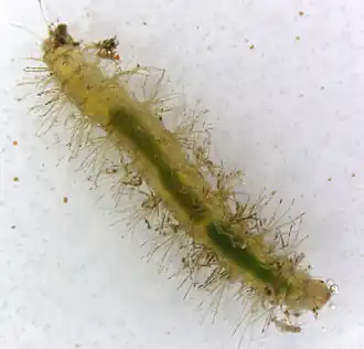 Phalacrocera replicata