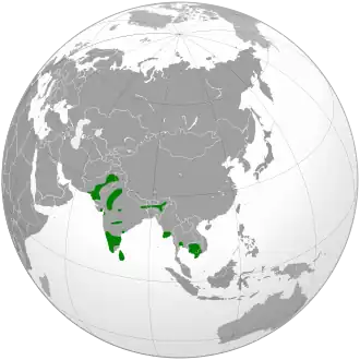 Indische aalscholver