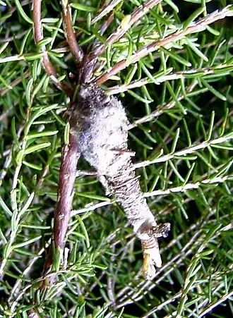 Veenheidezakdrager Phalacropterix graslinella
