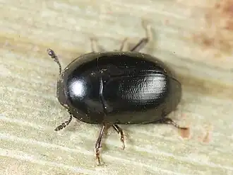 Phalacrus caricis