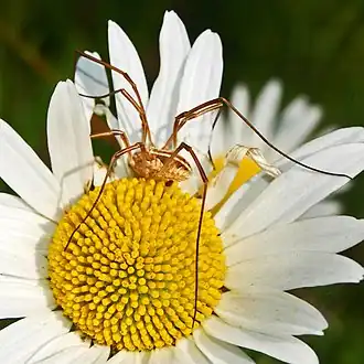 Metaphalangium cirtanum