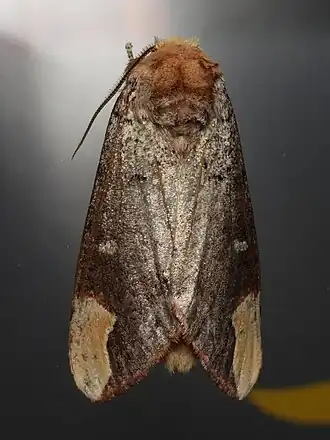 Phalera minor
