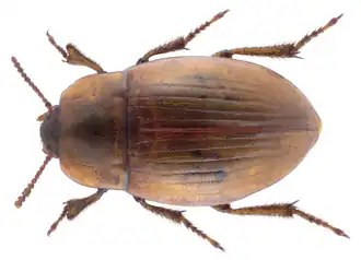 Phaleria cadaverina