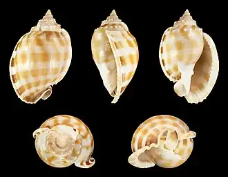 Phalium bandatum