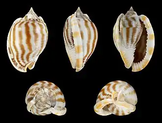 Phalium flammiferum