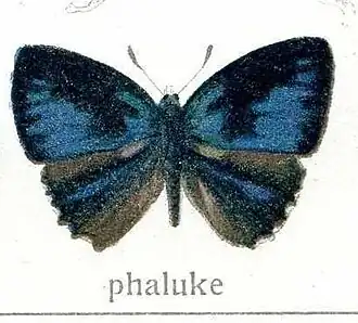 Poritia phaluke