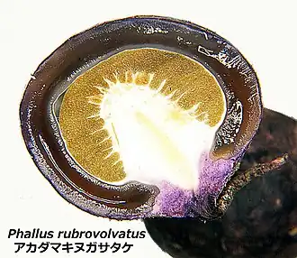 Phallus rubrovolvatus
