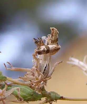 Phalonidia contractana