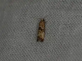 Guldenroedebladroller